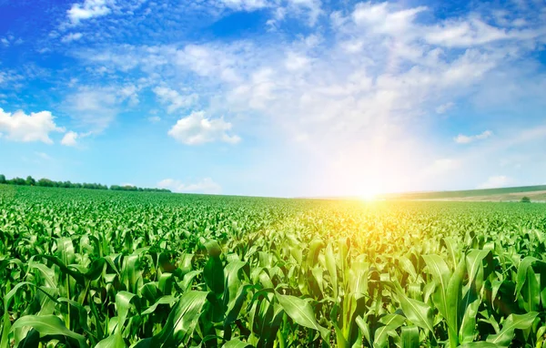 Campo Maíz Verde Amanecer Brillante Contra Cielo Azul Paisaje Agrícola —  Fotos de Stock