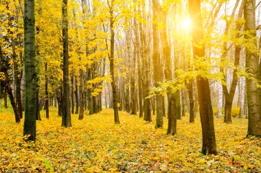 Sonbahar manzarasında ve güneşte güzel renkli ağaçlar. Açık hava ve doğa..
