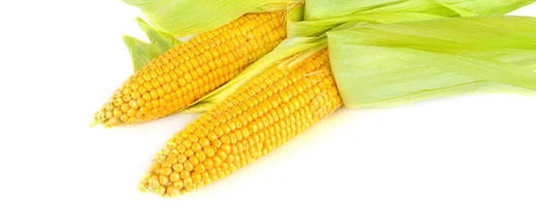 Fresh Cobs Sweet Corn Isolated White Background Wide Photo — Stock Photo, Image