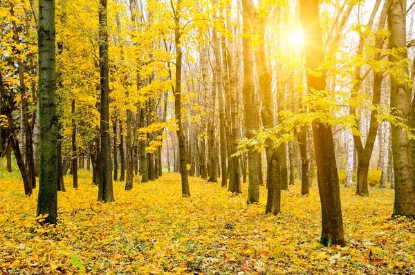 Sonbahar Manzarasında Güneşte Güzel Renkli Ağaçlar Açık Hava Doğa — Stok fotoğraf