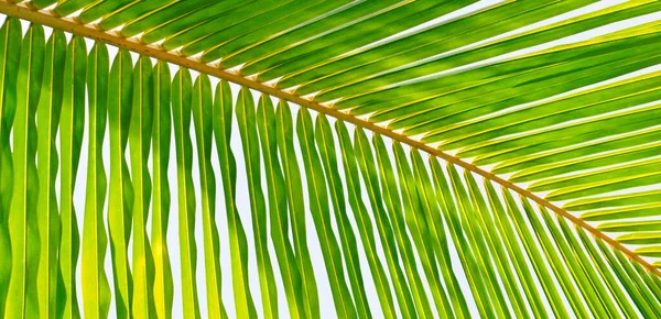 Palmera Coco Con Cielo Azul Hermoso Fondo Tropical Foto Amplia —  Fotos de Stock