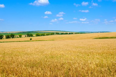 Buğday tarlası ve hafif kümülüs bulutlu mavi gökyüzü. Tarım arazisi.