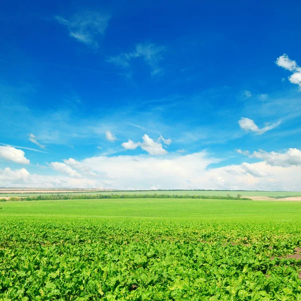 Malerisches Grünes Rübenfeld Und Blauer Himmel Mit Leichten Wolken Agrarlandschaft — Stockfoto