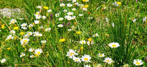 Gyönyörű Természeti Jelenet Virágzó Orvosi Kamillákkal Meadow Vagyok Nyári Háttér — Stock Fotó