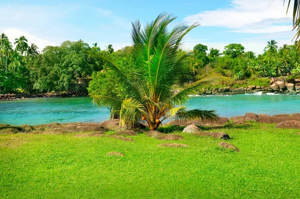 Picturesque tropical landscape. Lake, coconut palms and mangroves. The concept is travel.
