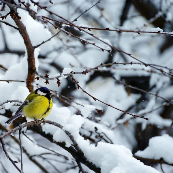 Tit Perched Tree Branch Background Snow Frost — Stock Photo, Image
