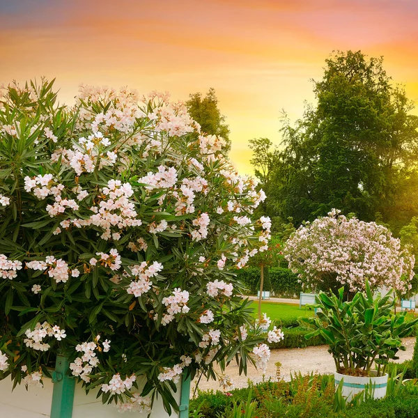 Piękny Miejski Ogród Luksusowymi Oleandrami Latem Zachodzie Słońca — Zdjęcie stockowe