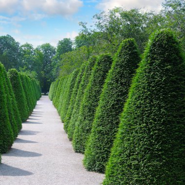 Şehir parkında sıra sıra yeşil ağaç çalıları. Globular thuja Danica. peyzaj tasarımı
