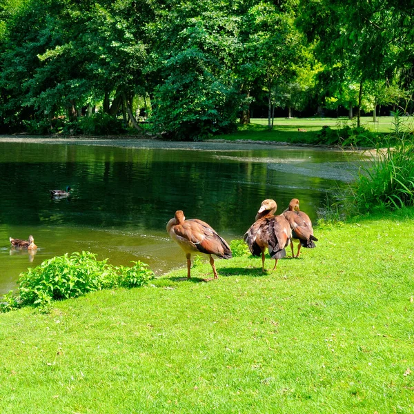 Gansos Domésticos Junto Lago Parque Ciudad — Foto de Stock