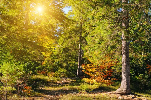 Picturesque Autumn Landscape Forest Coniferous Trees Bright Sunny Day — Stock Photo, Image