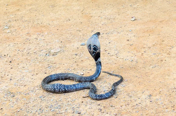 Rei Cobra Areia Animais Selvagens Perigosos — Fotografia de Stock