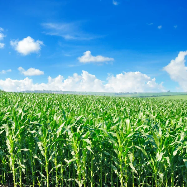 农业景观 绿色的玉米地和明亮的蓝天 — 图库照片