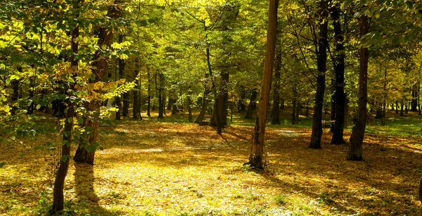 Осенний Лес Желтыми Красными Листьями Деревьев Широкое Фото — стоковое фото