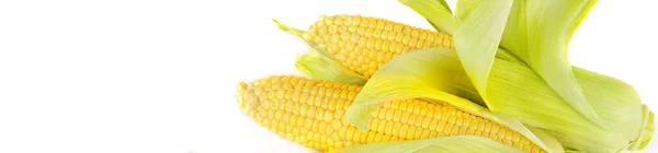 Sweet Corn Ears Isolated White Background Free Space Text Wide — Stock Photo, Image