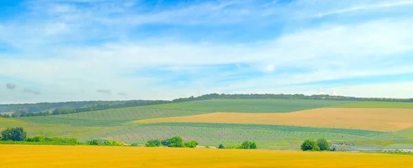 Malebné Pole Modrá Obloha Zemědělská Krajina Široká Fotografie — Stock fotografie