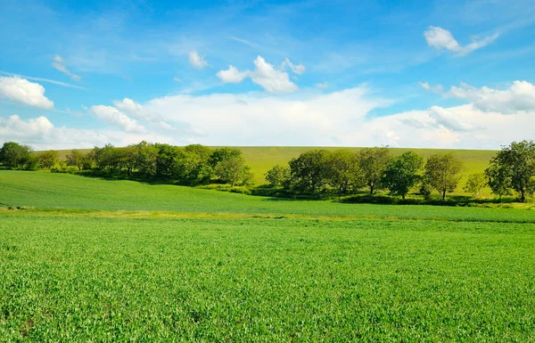 Champ Vert Pittoresque Ciel Bleu Paysage Agricole — Photo