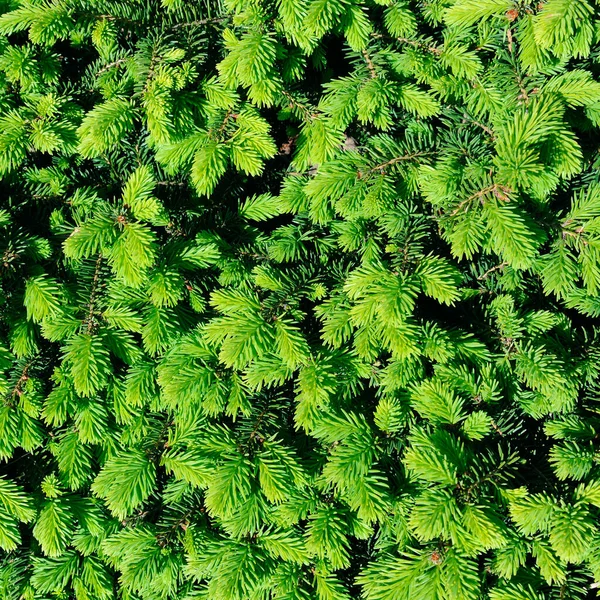 Background Fluffy Young Sprigs Spruce — Stock Photo, Image