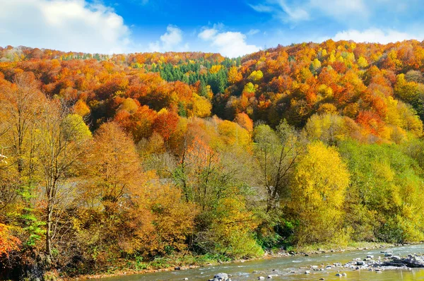 Лес Хвойными Деревьями Яркий Солнечный День Живописный Осенний Пейзаж — стоковое фото