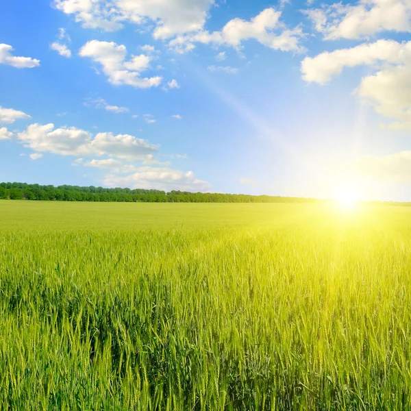 Campo Verde Sol Céu Azul Paisagem Agrícola — Fotografia de Stock