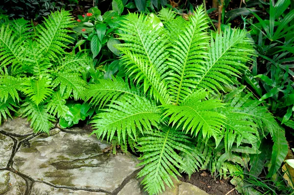 Fern Thickets Botanical Garden Perfect Natural Fern Pattern — Stock Photo, Image