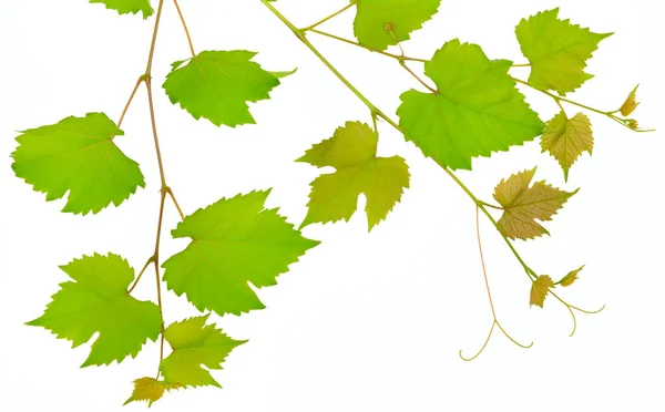 Ветвь Виноградных Листьев Изолированы Белом Фоне — стоковое фото