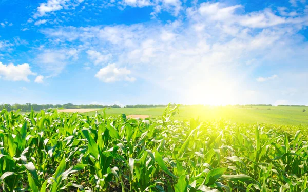 Sun Rise Corn Field — Stock Photo, Image