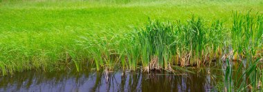 Bataklık gölünde koşuşturmaca ve kuyruk. Konsept ekosistem koruması. Geniş resim .
