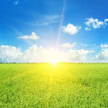Yeşil tarla ve güneş mavi gökyüzünde açık bulutlu.