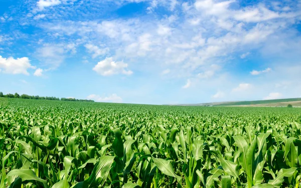 Paisagem Agrícola Campo Milho Verde Céu Azul Brilhante — Fotografia de Stock