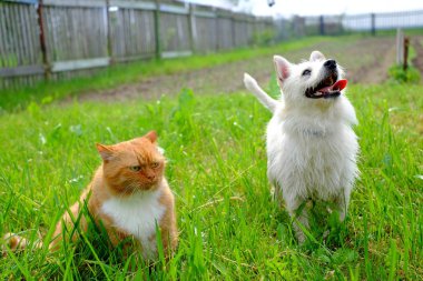 Komik köpek ve kedi üzücü