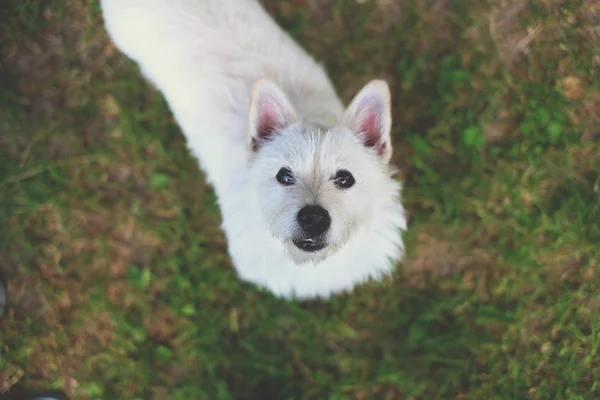 Gelukkige wit hond — Stockfoto