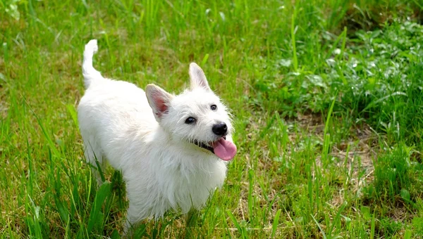 Happy white dog