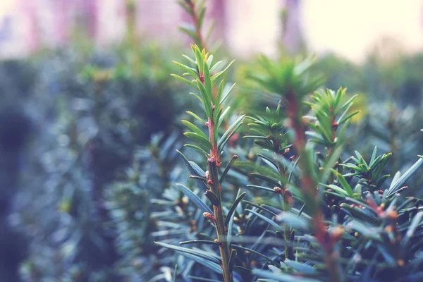 Arbusto de coníferas, verde — Foto de Stock