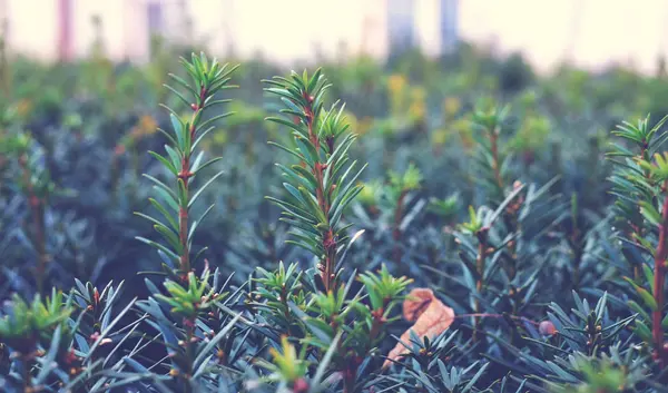 Arbusto de coníferas, verde — Foto de Stock