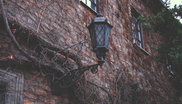 Antiguo farol en hiedra — Foto de Stock