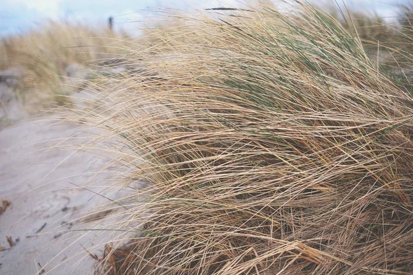 Dry grass on the beach — Stock Photo, Image