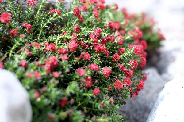 Fleurs rouges de montagne — Photo