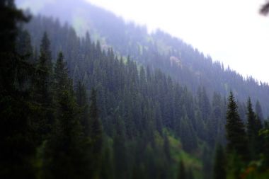 Bir dağ ormanda yağmur