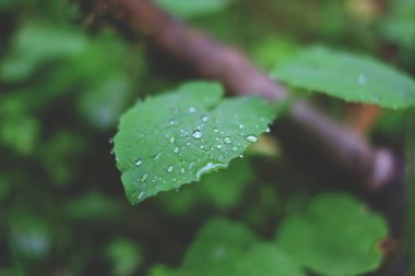 Bir sayfada Çiy damlaları