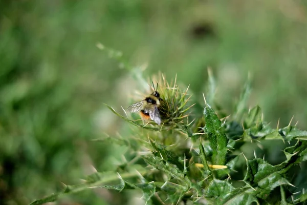 Bumblebee na roślinę — Zdjęcie stockowe