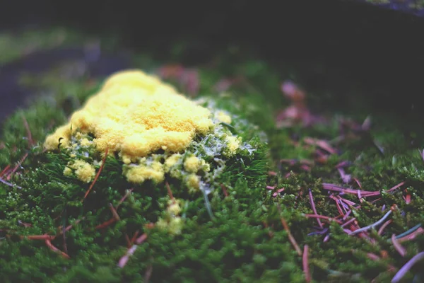 Жовтий цвіль лісу — стокове фото