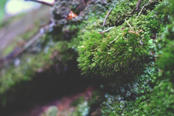 Musgo del bosque, verde — Foto de Stock