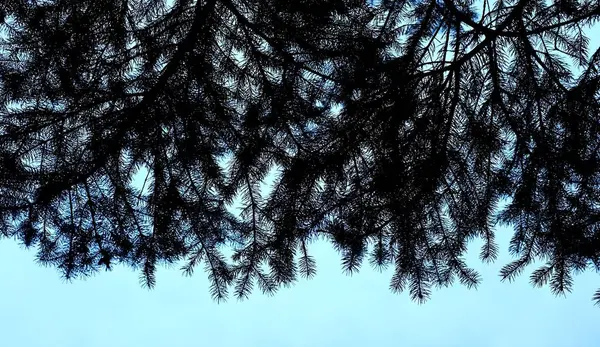 Textura de ramos de abeto — Fotografia de Stock
