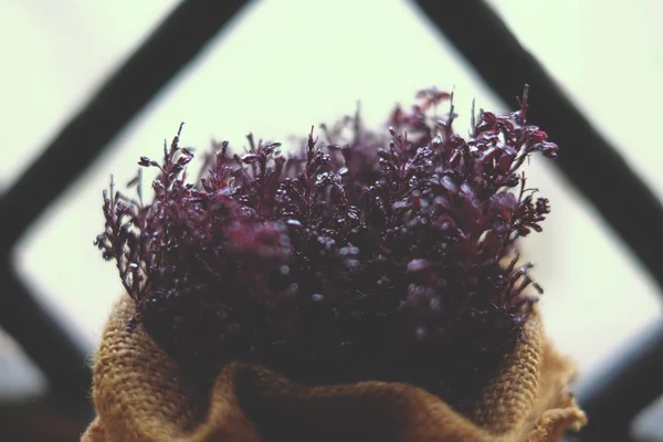 Una Suave Planta Púrpura Oscura Misteriosa Naturaleza Color Gotas — Foto de Stock