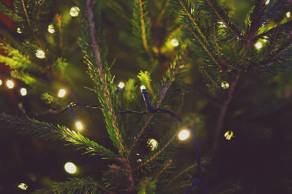 Światła Boże Narodzenie Drzewo Natura Blask Xmas — Zdjęcie stockowe