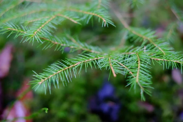 Vackra Barrträd Grenar Barrträd Gran Skog Bakgrund — Stockfoto