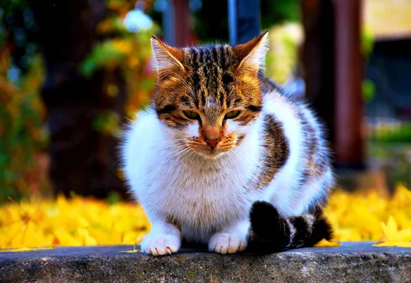 Alley Cat Poseert Een Fotograaf Een Tuin Close — Stockfoto