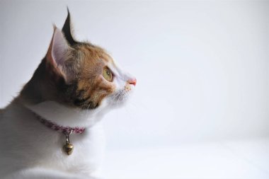 Üç renkli kedi arka plan izole