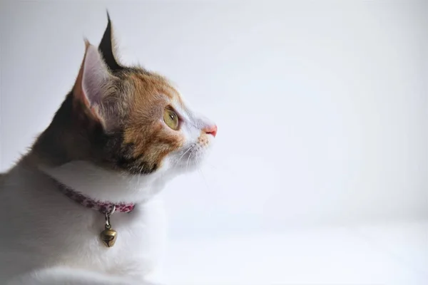 Üç renkli kedi arka plan izole