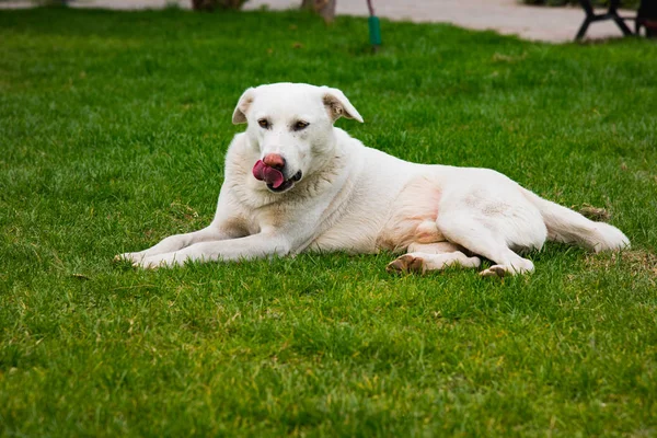 Witte Hond Likken Zijn Snuit — Stockfoto